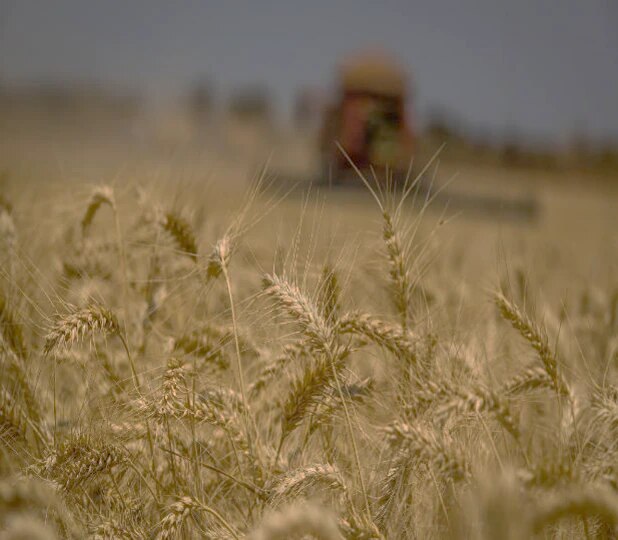 Radar Agro Atualização do mercado de trigo